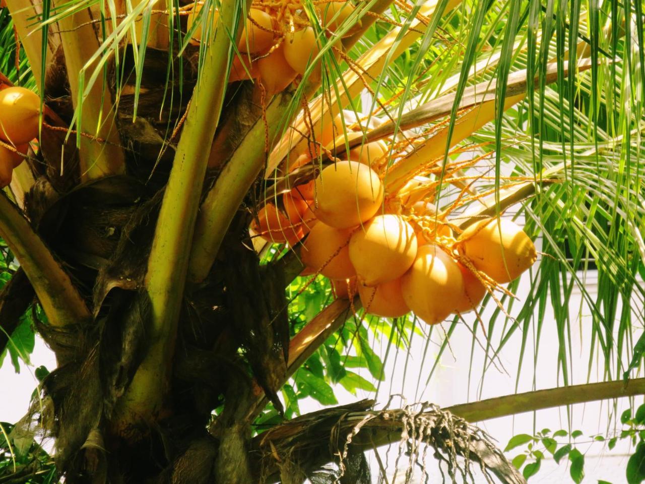 Sea Avenue - Eco Garden Hotel Tangalle Exterior foto